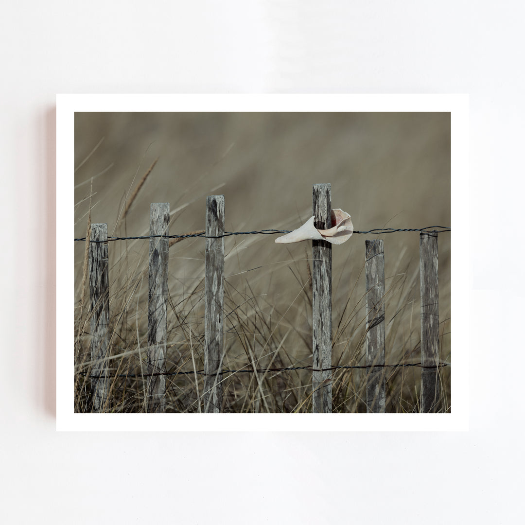 Shell, Nantucket | Trade