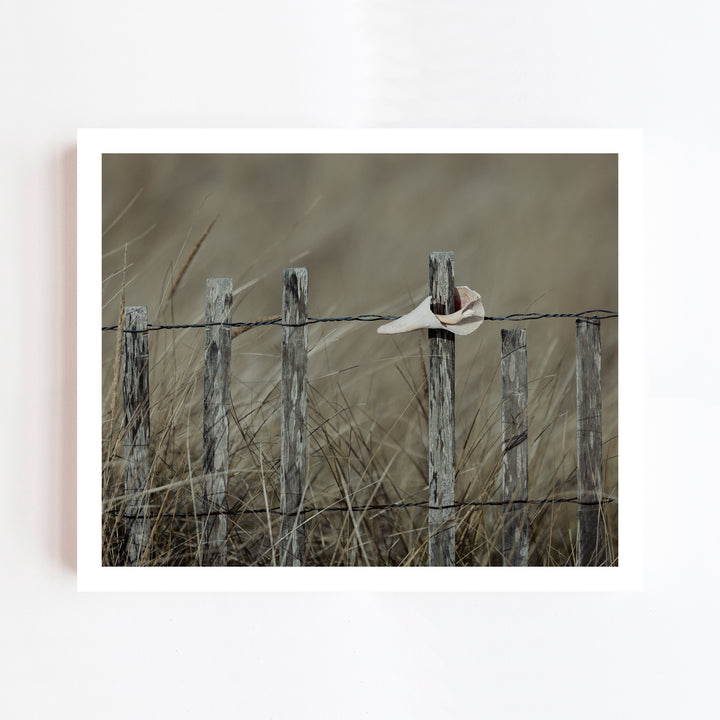 Shell, Nantucket | Trade