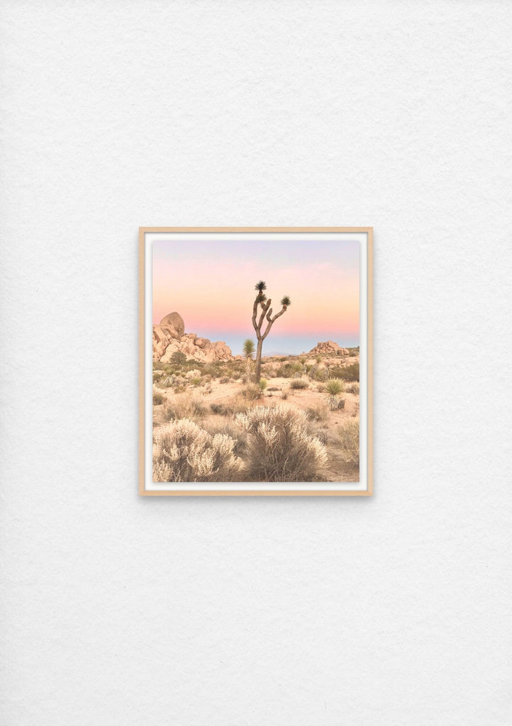 Sunset, Joshua Tree