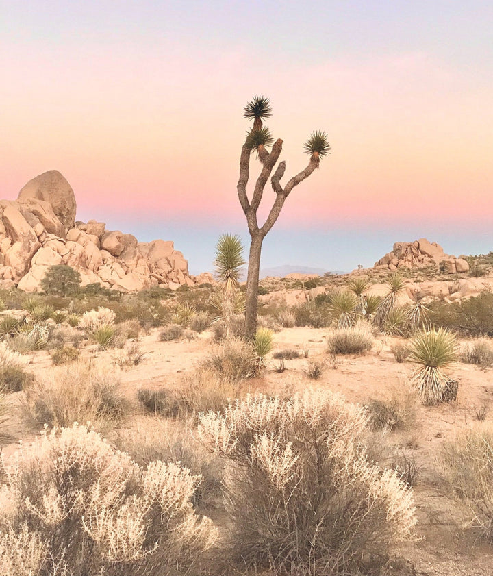 Sunset, Joshua Tree