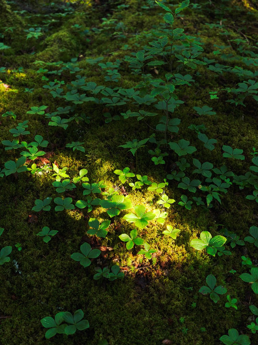 Photograph of lush greenery and vibrant plant life on Maine's forest floor.