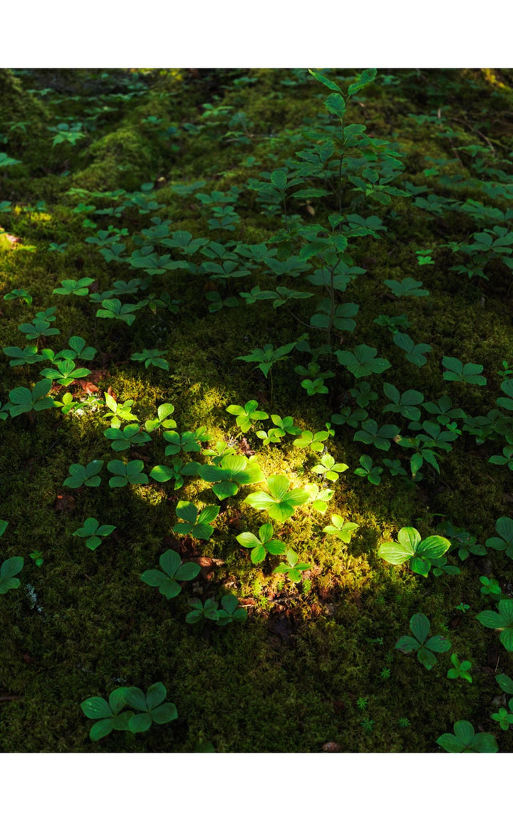 Photograph of lush greenery and vibrant plant life on Maine's forest floor.