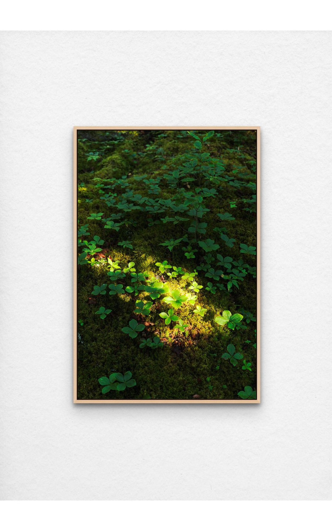 Photograph of lush greenery and vibrant plant life on Maine's forest floor.