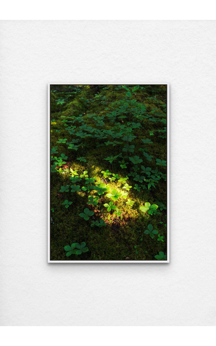 Photograph of lush greenery and vibrant plant life on Maine's forest floor.