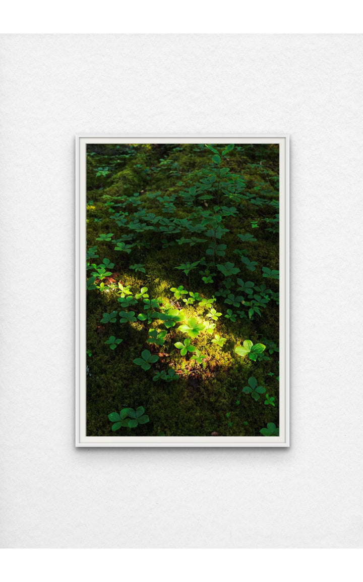 Photograph of lush greenery and vibrant plant life on Maine's forest floor.